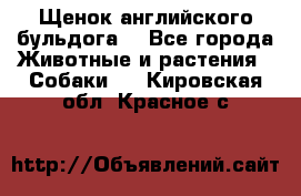 Щенок английского бульдога  - Все города Животные и растения » Собаки   . Кировская обл.,Красное с.